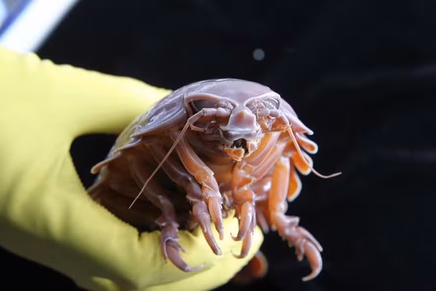 Estudo revela mecanismo que permite animal viver anos sem se alimentar