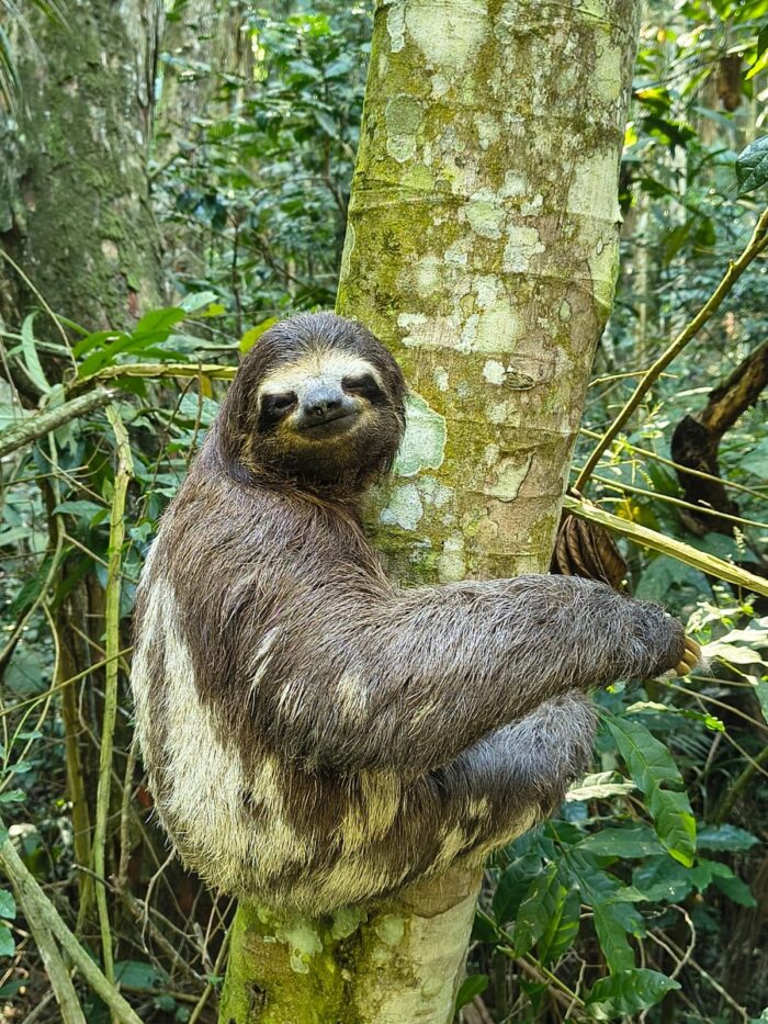 Tucano, bicho-preguiça e curicaca são reintroduzidos no Jardim Botânico em Juiz de Fora 1 bicho preguica