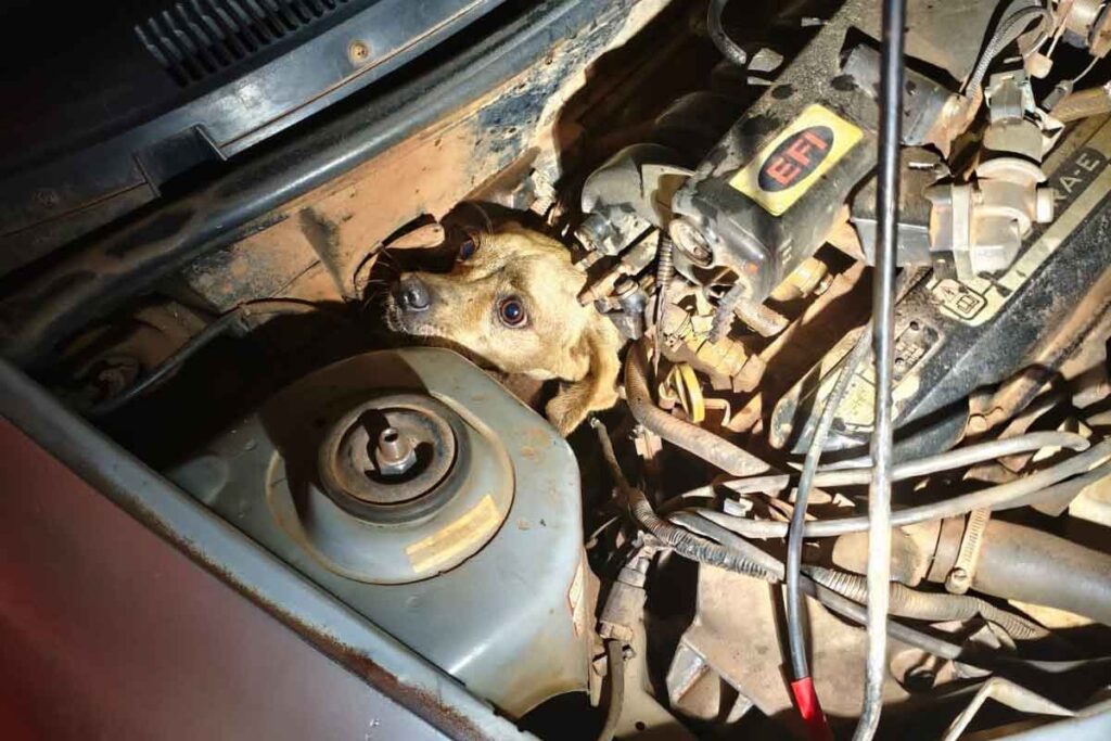 Cachorro caramelo é resgatado de dentro de motor de veículo em Minas 1 Cachorro caramelo é resgatado de dentro de motor de veículo em Minas