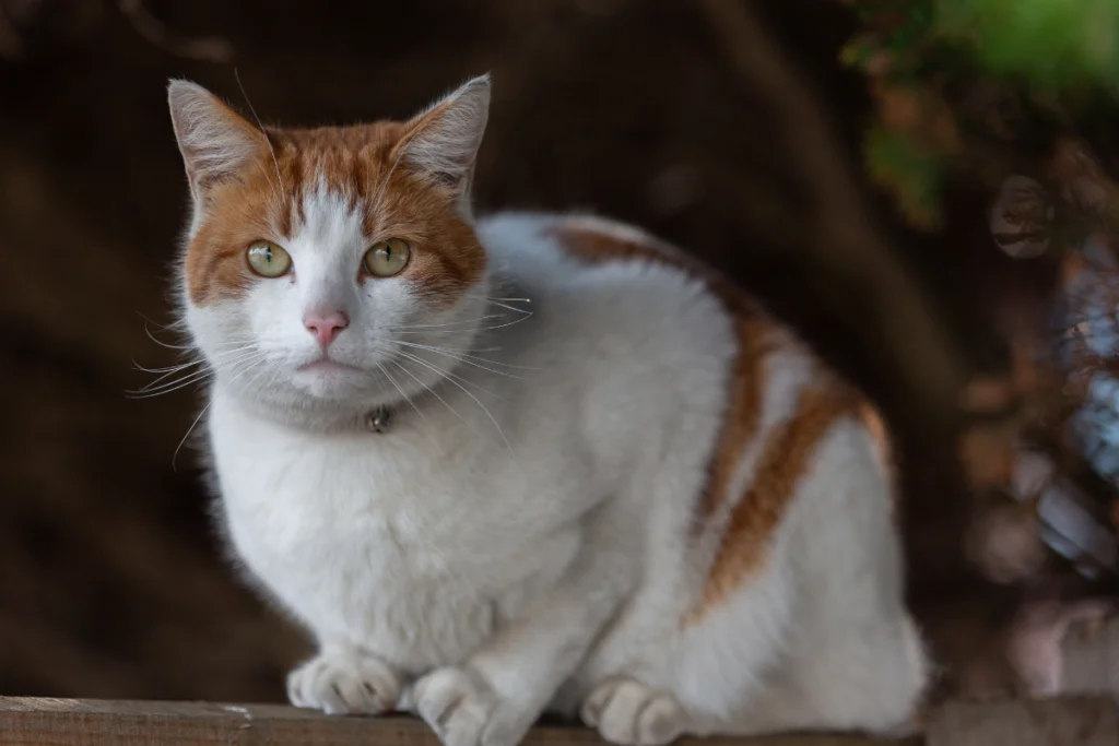 Terceira idade felina: 7 mudanças de comportamento dos gatos idosos 2 gato idoso