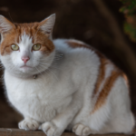 Terceira idade felina: 7 mudanças de comportamento dos gatos idosos 5 gato idoso