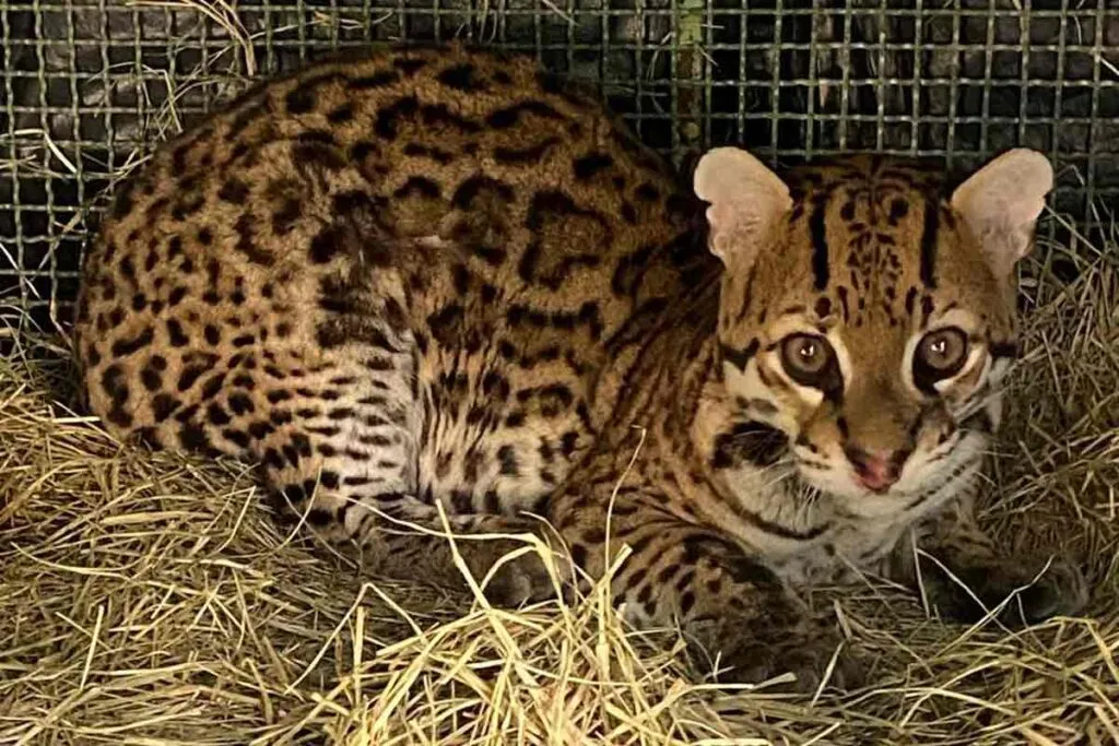 Jaguatirica atropelada na MG-133 retorna à natureza após tratamento no Cetas de Juiz de Fora; veja vídeo e fotos 2 jaguartirica