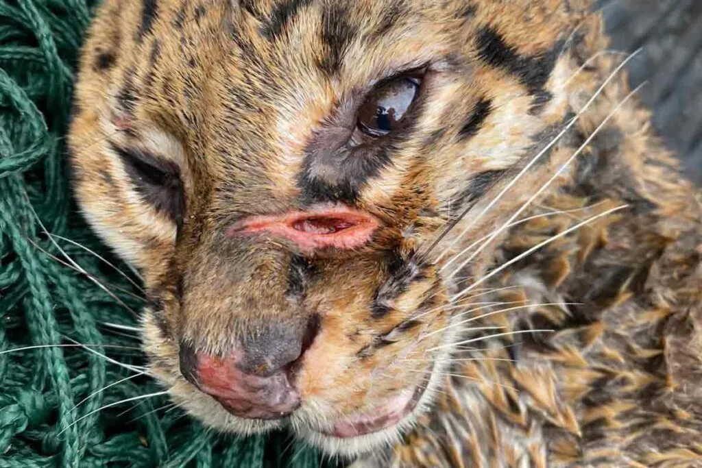 Jaguatirica ferida após atropelamento é resgatada pelo Corpo de Bombeiros 1 jaguatirica