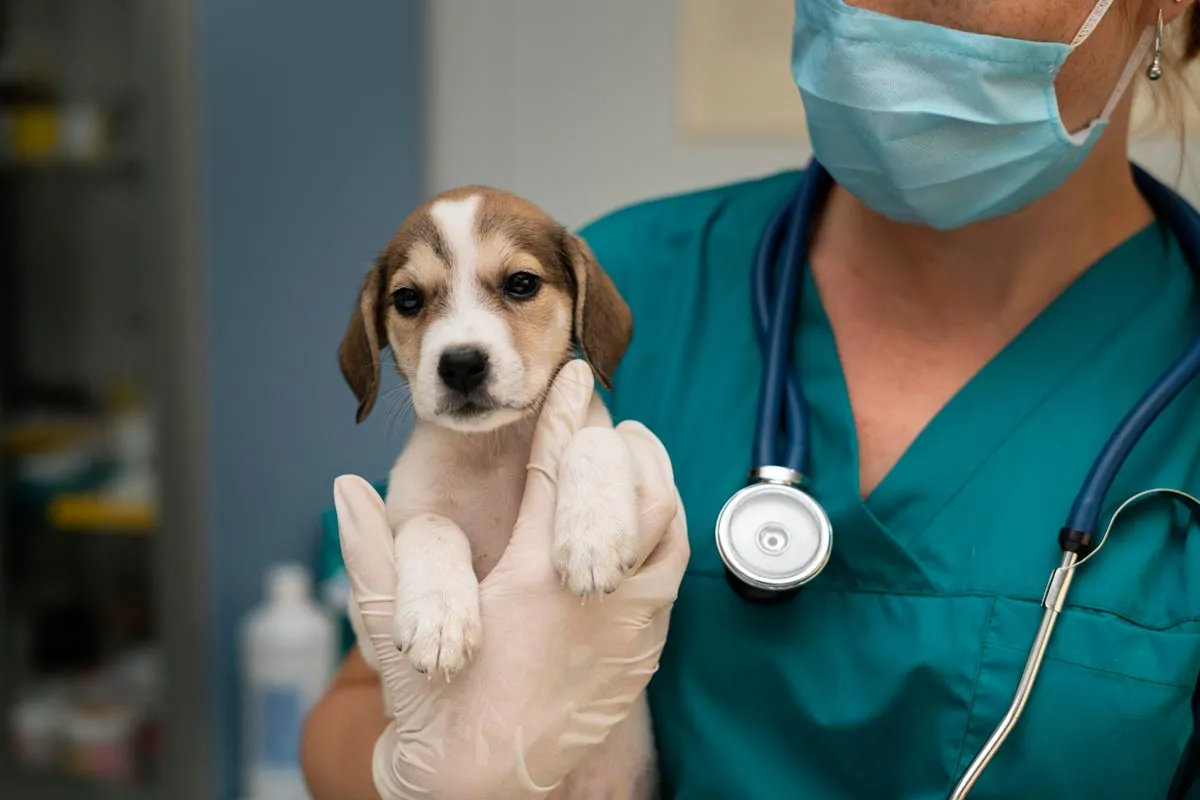 Exercício ilegal da medicina veterinária passa a ser crime no Brasil 1 Exercício ilegal da medicina veterinária passa a ser crime no Brasil