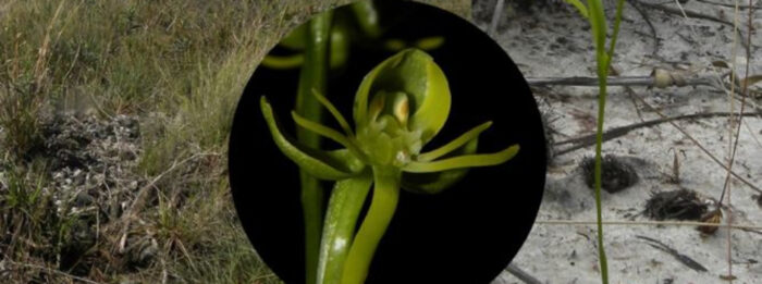 orquídea 