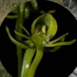orquídea