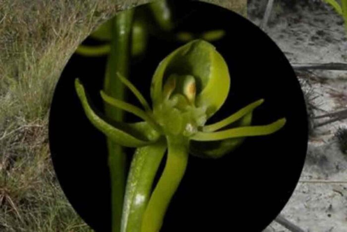 Nova espécie de orquídea é descoberta em unidade de conservação no Norte de Minas