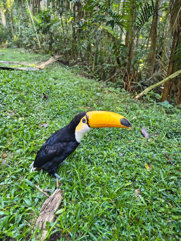 Tucano, bicho-preguiça e curicaca são reintroduzidos no Jardim Botânico em Juiz de Fora 2 ucano