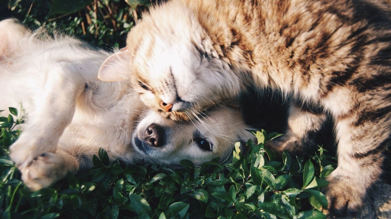 Criados ao lado de 30 gatos, estes cachorros começaram a agir como felinos