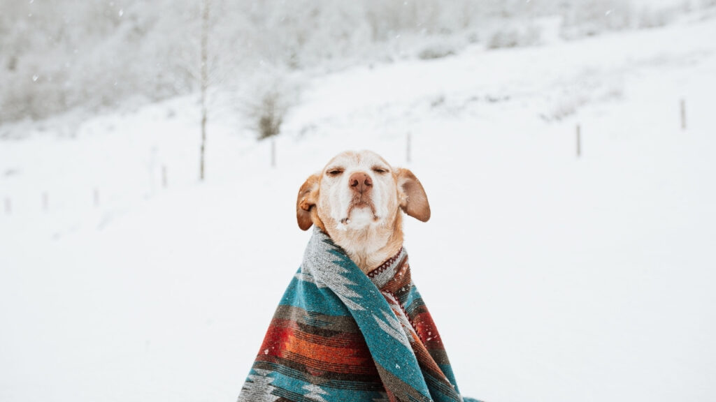 Frio pode aumentar as dores em pets idosos e muitos tutores não percebem