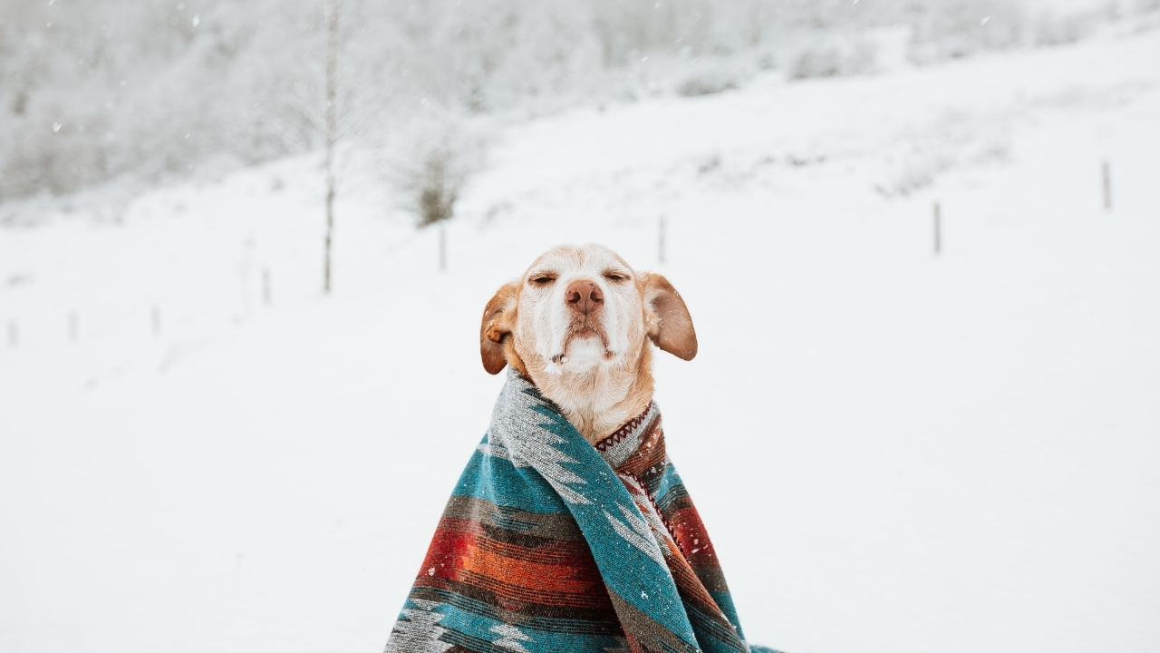 Frio pode aumentar as dores em pets idosos e muitos tutores não percebem