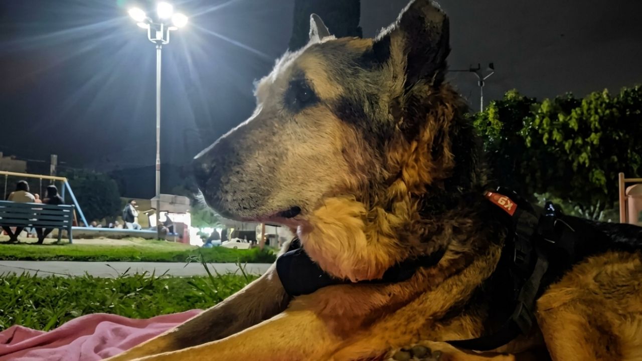 Cachorro de rua que viveu 22 anos nas ruas de uma cidade deixou uma comunidade de luto