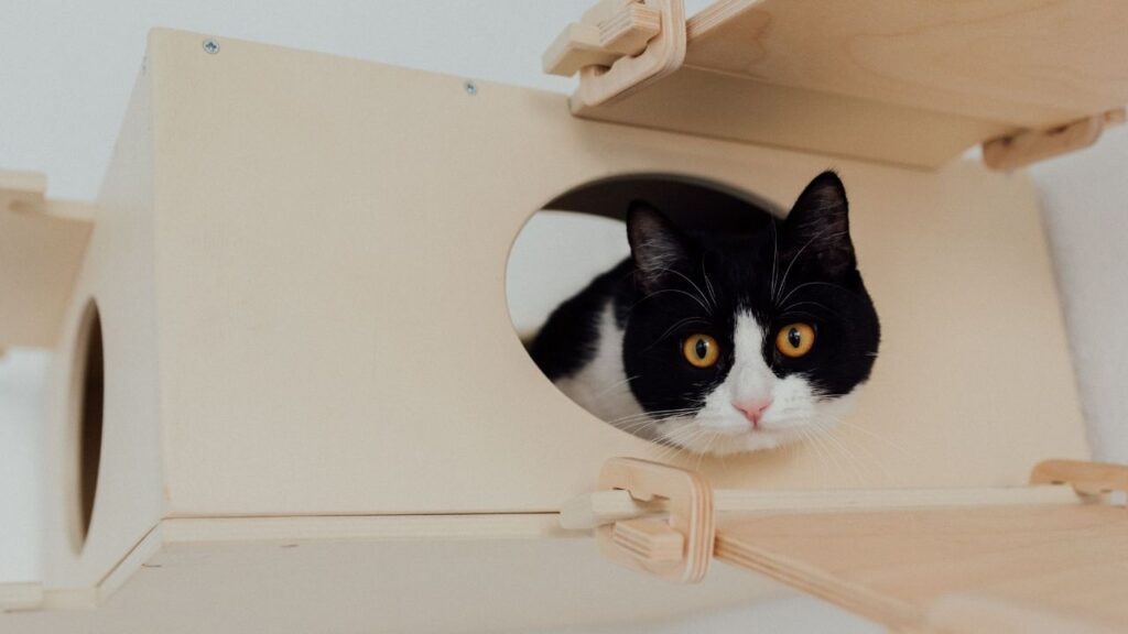 Pequenas mudanças podem deixar gatos de apartamento muito mais felizes