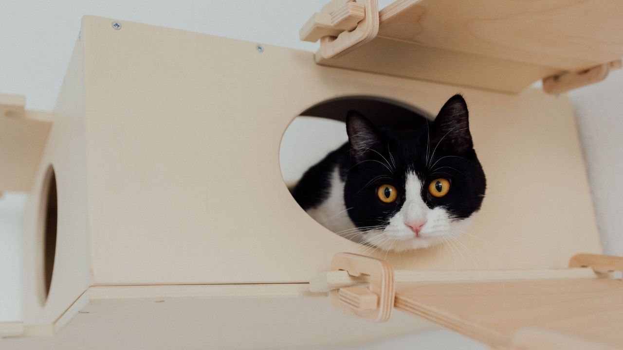 Pequenas mudanças podem deixar gatos de apartamento muito mais felizes