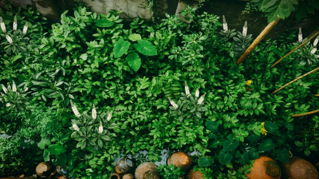 Arbusto que perfuma o jardim inteiro com cheiro de baunilha quando anoitece