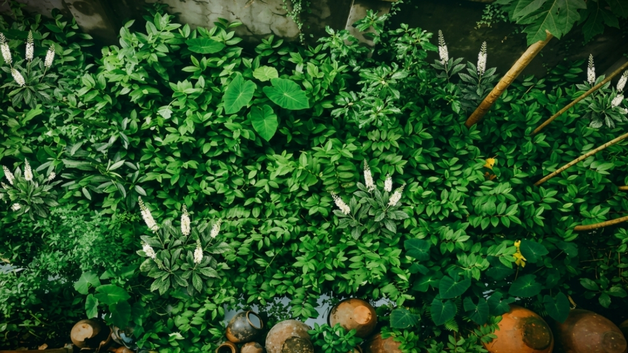 Arbusto que perfuma o jardim inteiro com cheiro de baunilha quando anoitece
