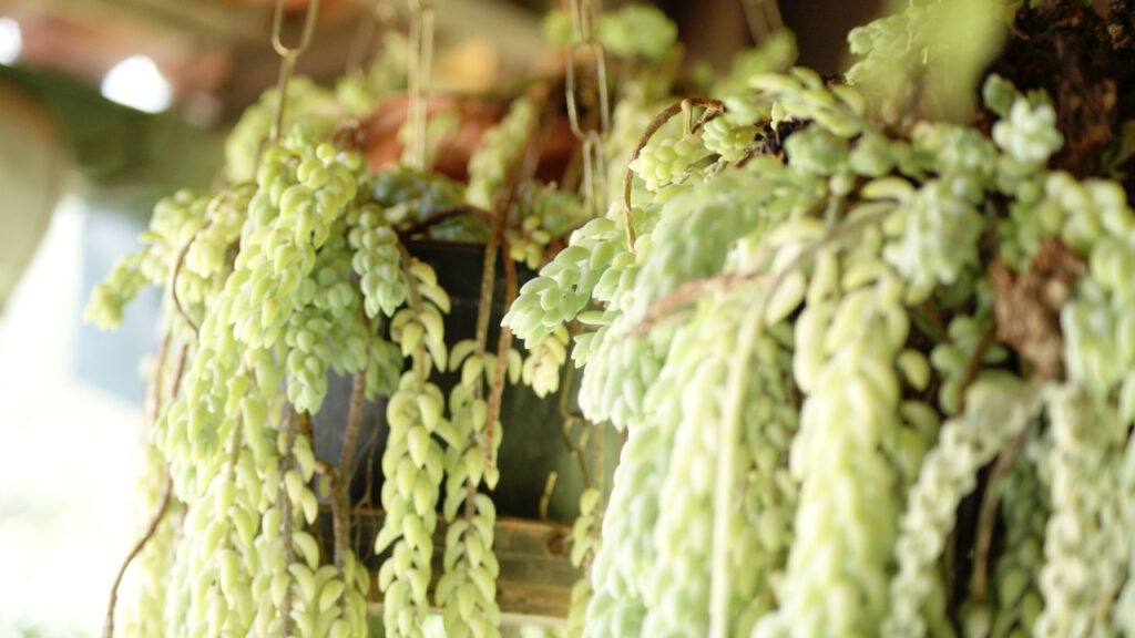 7 plantas pendentes que transformam qualquer ambiente simples num cenário vivo sem precisar de reformar