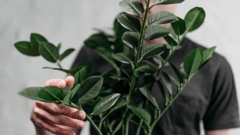 Planta resistente sobrevive até nas mãos de quem nunca cuidou de jardim