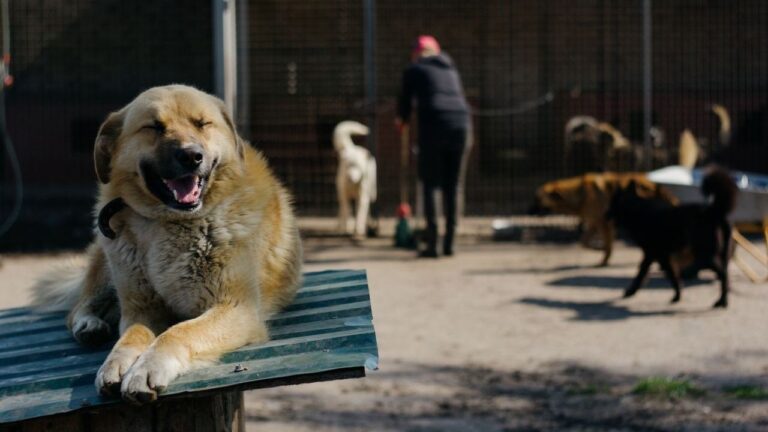 Homem transforma terreno abandonado em refúgio para centenas de animais