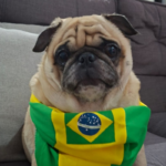 Gansos na torcida, pets jogadores e cadela que não curte jogo: animais também entram em clima de Copa do Mundo 20 Design sem nome