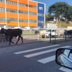 Bovinos são flagrados nesta quarta na Avenida JK; saiba quem acionar 22 Bovinos são flagrados nesta quarta na Avenida JK; saiba quem acionar