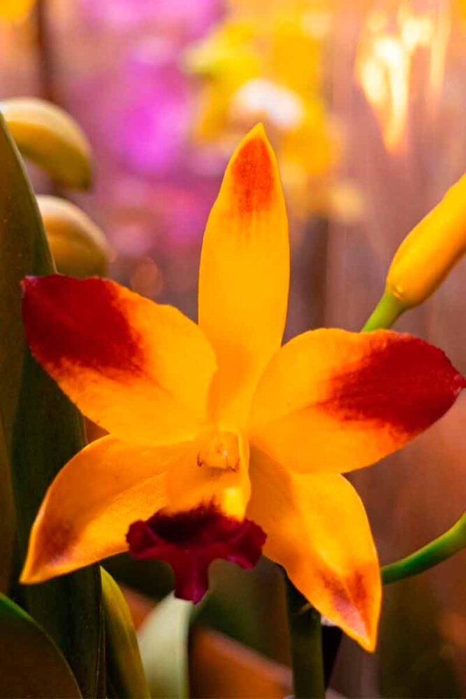 Feira de Flores de Holambra celebra 22 anos de tradição em Juiz de Fora 1 Feira de Holambra 2 Divulgacao