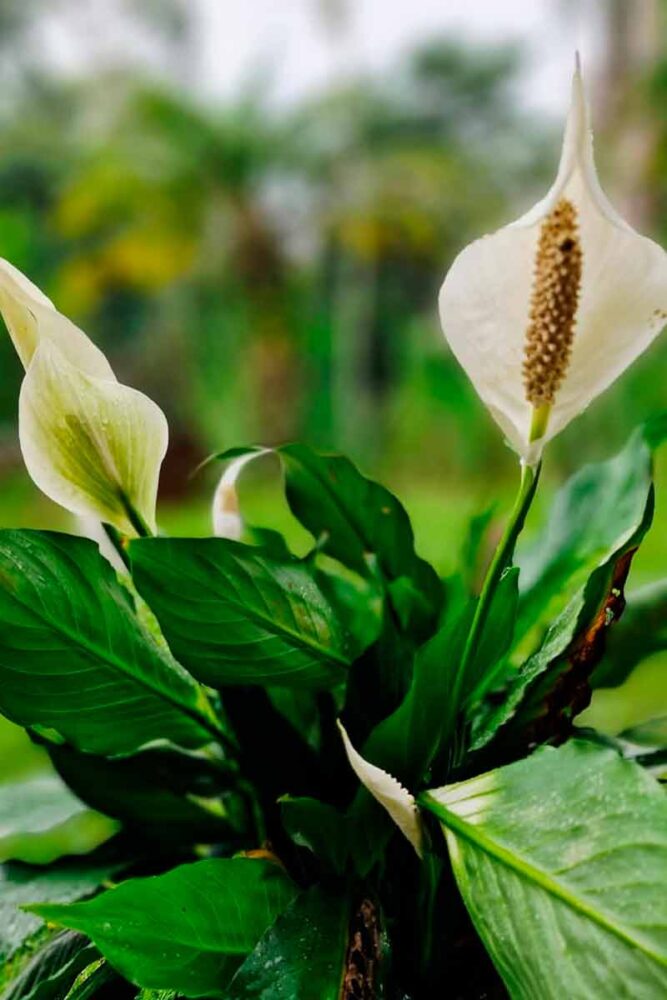 Feira de Flores de Holambra celebra 22 anos de tradição em Juiz de Fora 2 Feira de Holambra 3 Divulgacao