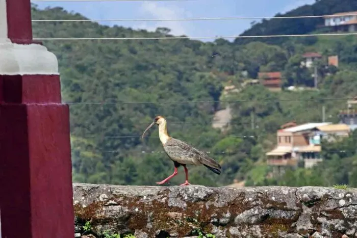 O que faz de Conceição do Ibitipoca candidata a melhor vila turística do mundo? Descubra em 6 curiosidades 6 Ibitipoca