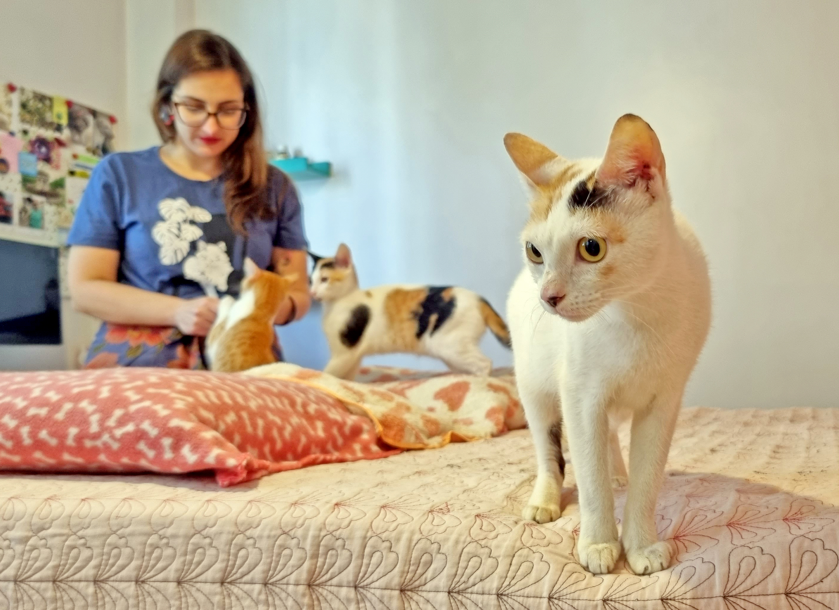 Adoção: mais de mil animais aguardam a chance de ter um lar em Juiz de Fora