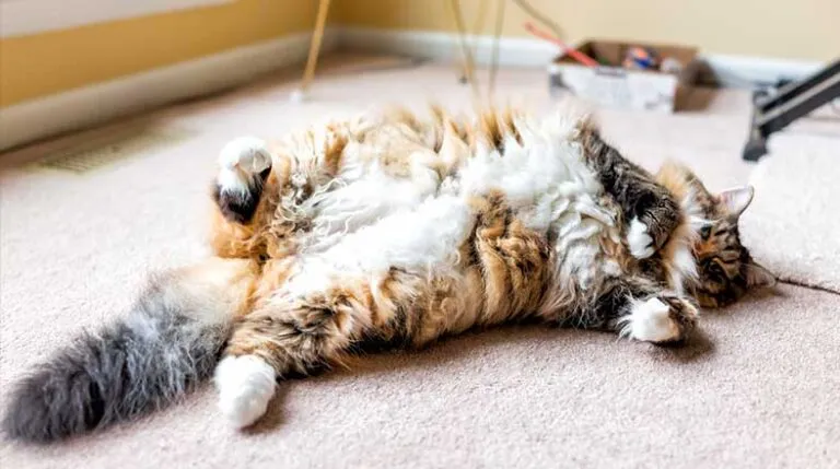 O detalhe no rosto deste gatinho está conquistando apaixonados por animais