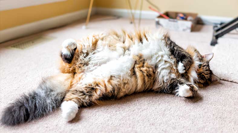 O detalhe no rosto deste gatinho está conquistando apaixonados por animais