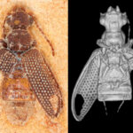 Pesquisadores descobrem fósseis de besouros que viveram na era dos dinossauros no Brasil 11 besouro fossil foto divulgacao incol