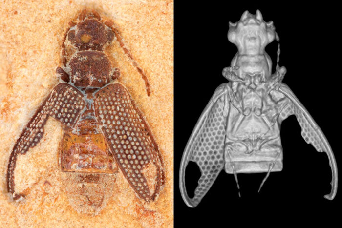 Pesquisadores descobrem fósseis de besouros que viveram na era dos dinossauros no Brasil 10 besouro fossil foto divulgacao incol