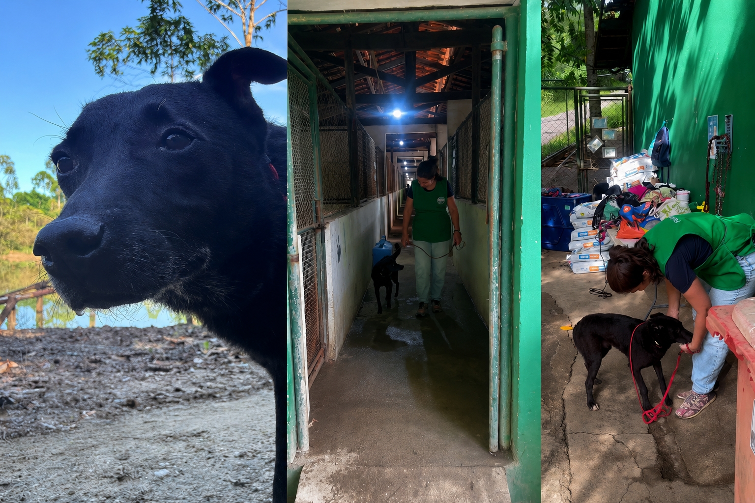 Após anos de espera, o cachorro mais antigo do abrigo finalmente ganhou uma família