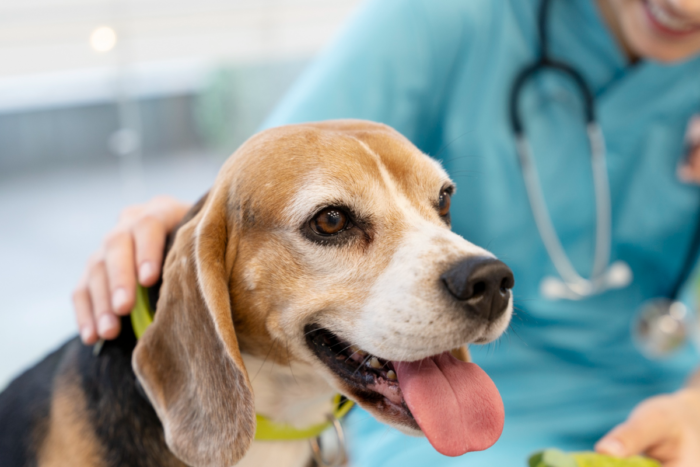 Oito sinais que ajudam a identificar como está a saúde do cachorro