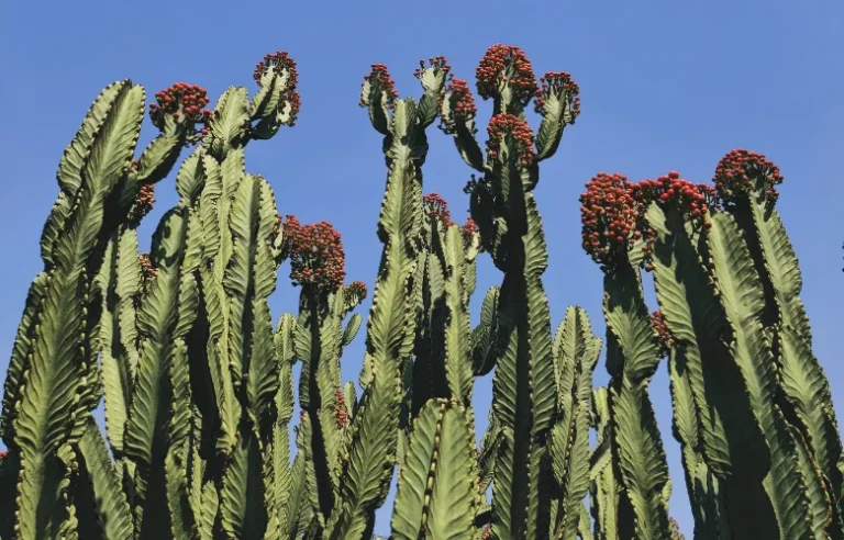 Planta que parece cacto, mas seu espinho pode causar cegueira ou queimaduras