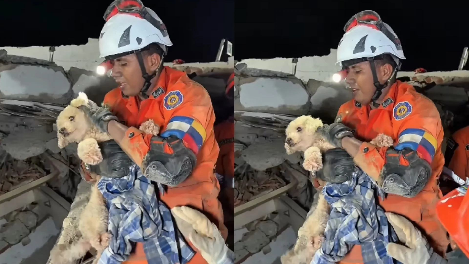 Cachorro passa cinco dias sob escombros e reação após o resgate emociona a internet