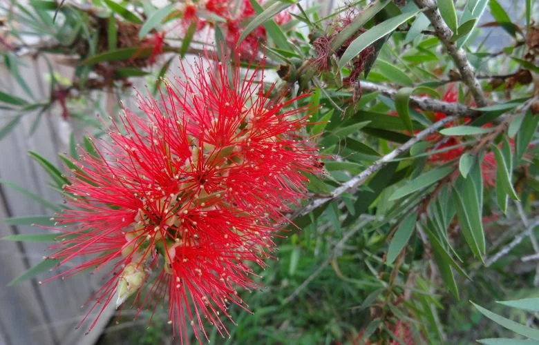 Pouca gente conhece a árvore que une flores o ano inteiro e raízes discretas