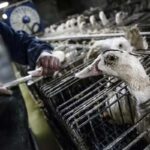 Produção e venda de foie gras é proibida no Brasil 13 foie gras