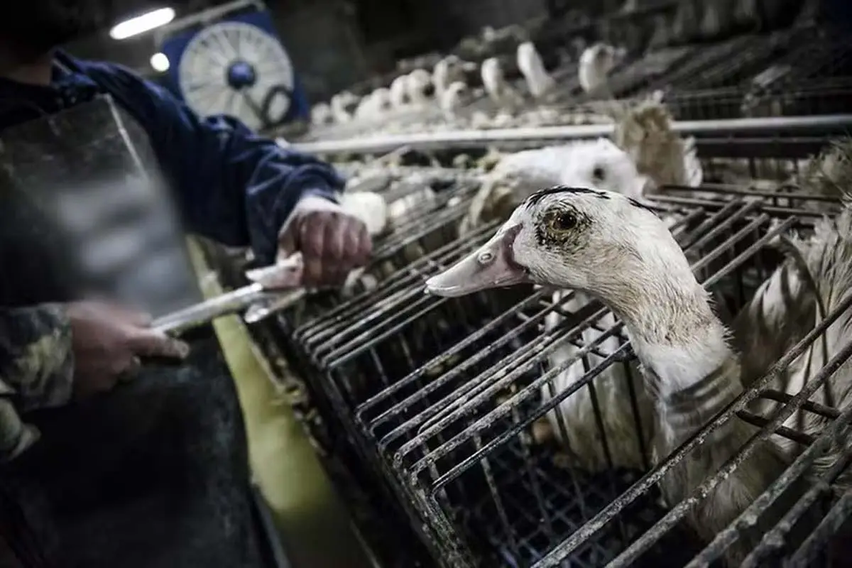 Produção e venda de foie gras é proibida no Brasil