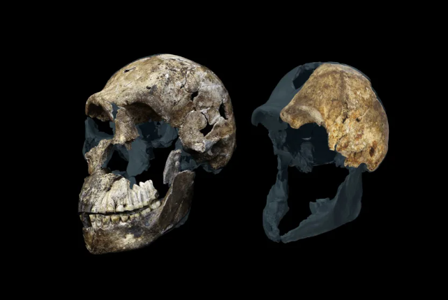 20 fósseis do parente humano encontrado em cavernas da África do Sul tiveram diagnóstico enigmático