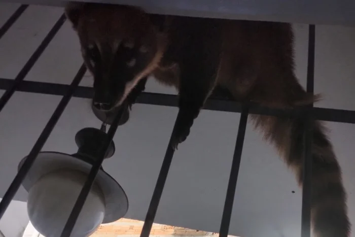 Quati é capturado em área urbana de Barbacena e levado para habitat seguro