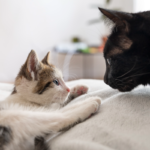 gatinhos