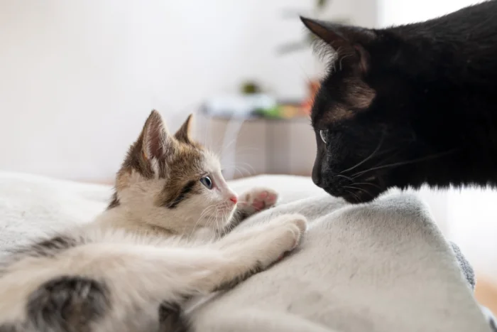 gatinhos