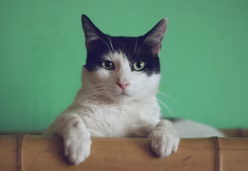 Veterinários alertam para cheiros comuns que incomodam e podem prejudicar gatos