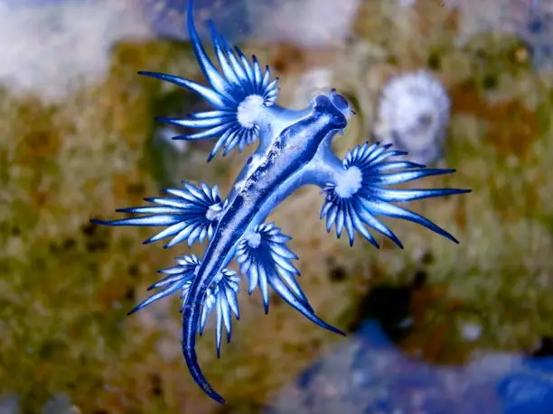 Criatura que parece um Pokémon está aparecendo perto das praias e preocupa especialistas 1 glaucus