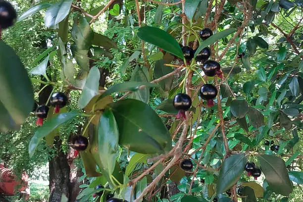 Pouca gente conhece a fruta que lembra chocolate sem levar cacau