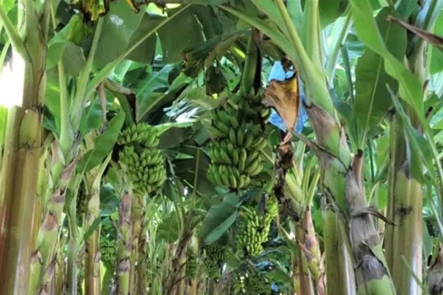 Produção de frutas avança na Zona da Mata 1 image 870x580 6a4bb8b005f55 GQ2rTS