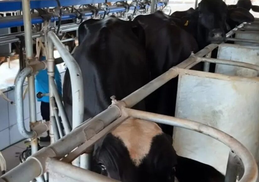 Potência leiteira enfrenta saída de produtores  