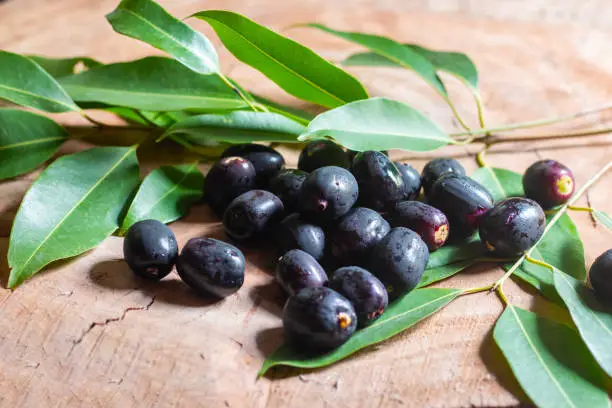 Cientistas destacam fruta roxa que oferece benefícios à saúde e ainda ajuda a recuperar áreas poluídas